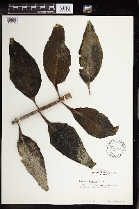 Kalanchoe laciniata image