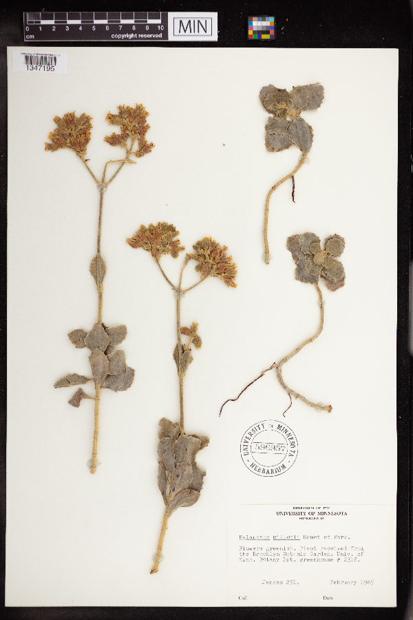 Kalanchoe millotii image