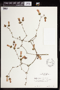 Thumbnail image of current specimen