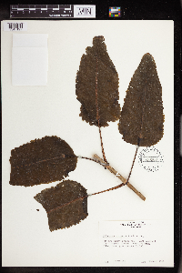 Kalanchoe miniata image