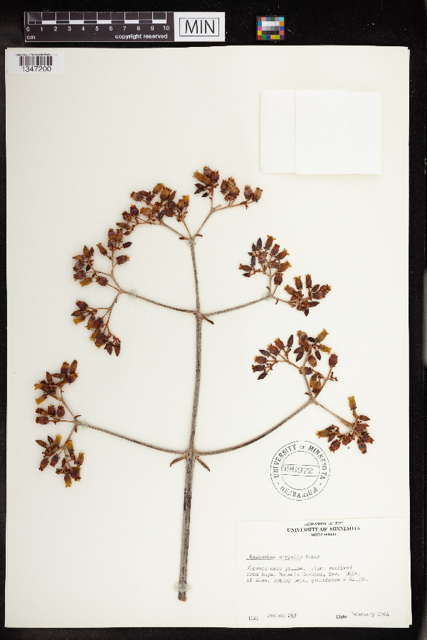 Kalanchoe orgyalis image