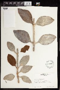 Kalanchoe orgyalis image