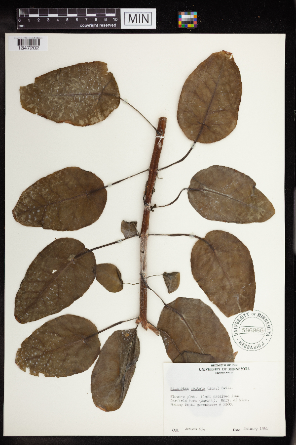 Kalanchoe peltata image