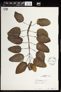 Kalanchoe peltata image