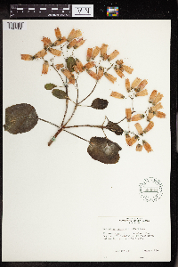 Kalanchoe peltata image