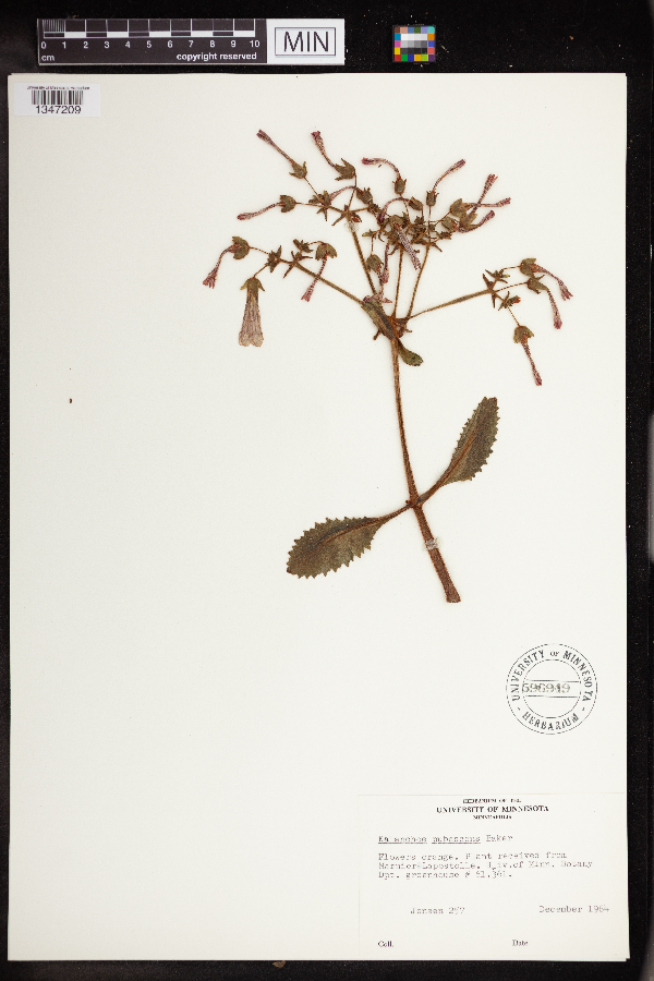Kalanchoe pubescens image