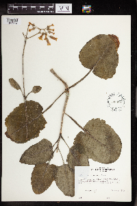 Kalanchoe pubescens image
