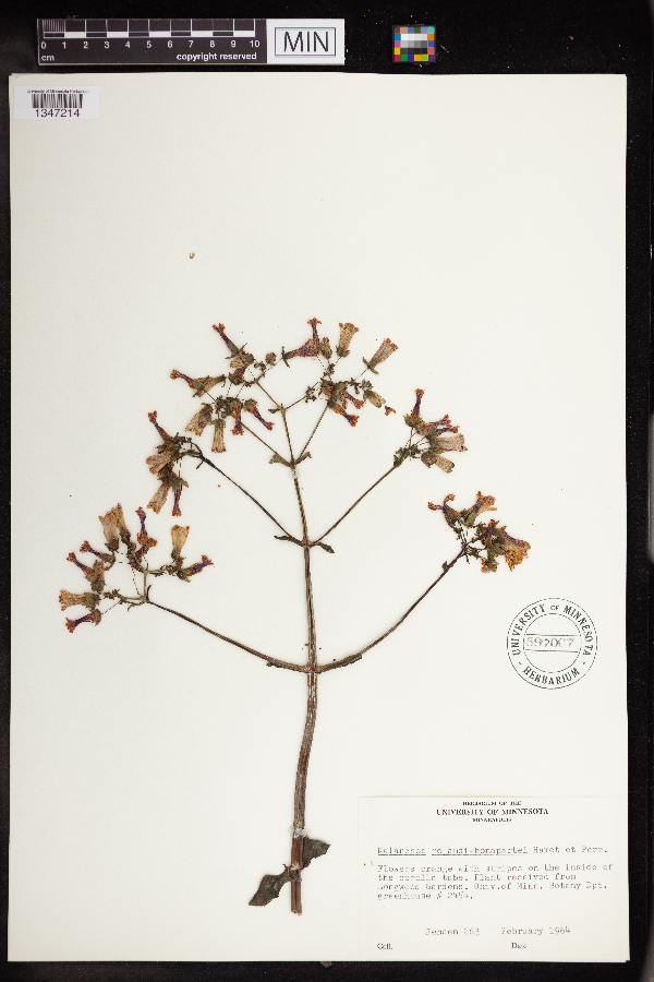 Kalanchoe rolandi-bonapartei image