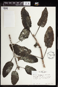 Kalanchoe rolandi-bonapartei image