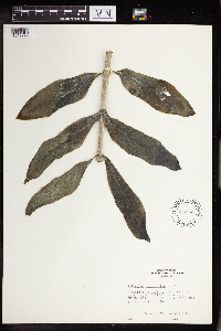 Kalanchoe streptantha image