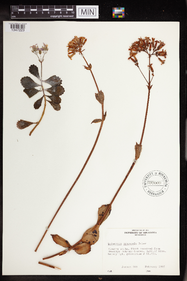 Kalanchoe synsepala image