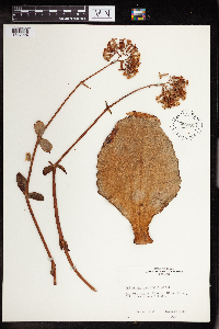 Kalanchoe synsepala image