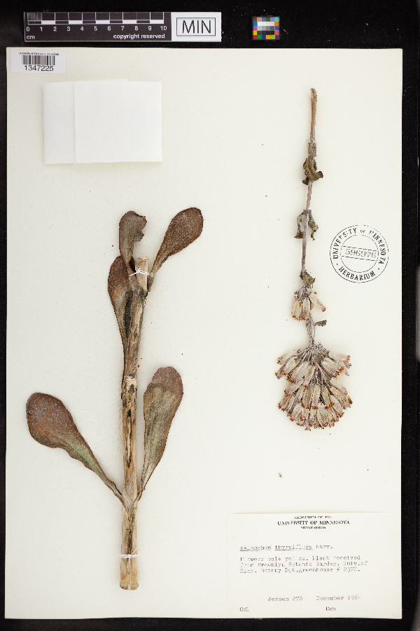 Kalanchoe thyrsiflora image