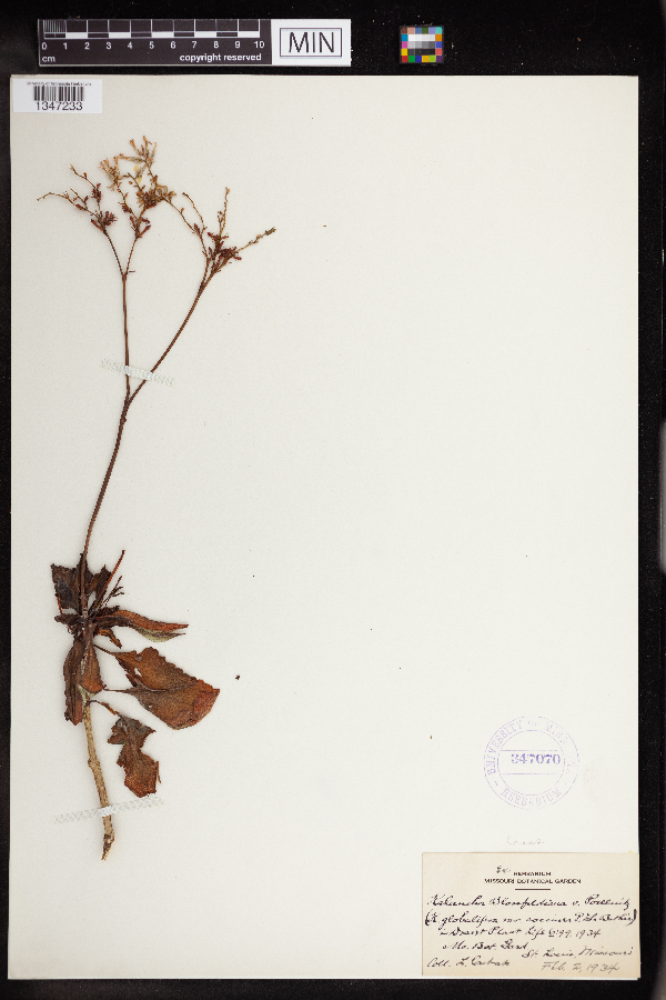 Kalanchoe blossfeldiana image