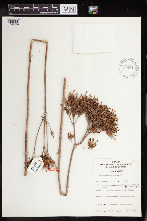 Kalanchoe lateritia image