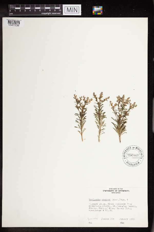 Mucizonia hispida image