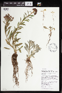 Rhodiola integrifolia image