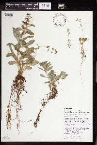 Rhodiola integrifolia image