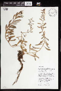 Rhodiola integrifolia image