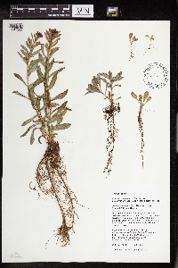 Rhodiola integrifolia image