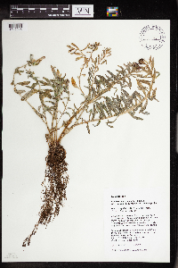 Rhodiola integrifolia image