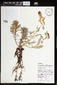 Rhodiola integrifolia image