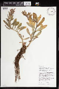 Rhodiola integrifolia image