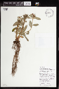 Rhodiola integrifolia image