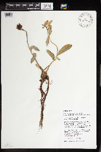 Rhodiola integrifolia image