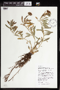 Rhodiola integrifolia image
