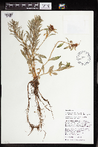 Rhodiola integrifolia image