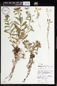 Rhodiola integrifolia image