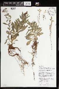 Rhodiola integrifolia image