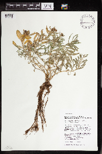 Rhodiola integrifolia image