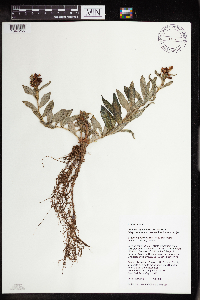 Rhodiola integrifolia image