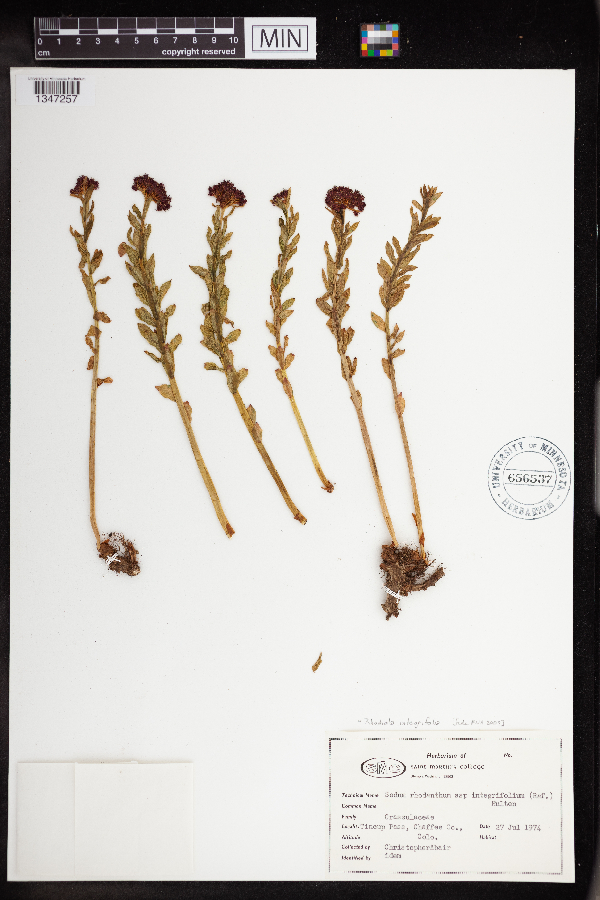 Rhodiola integrifolia image