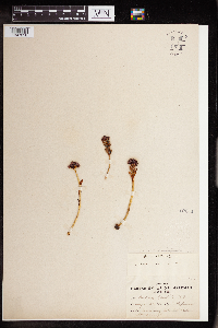 Rhodiola integrifolia image