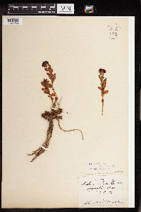 Rhodiola integrifolia image