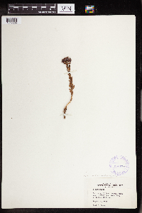 Rhodiola integrifolia image