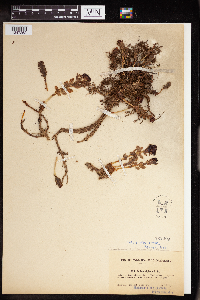 Rhodiola integrifolia image
