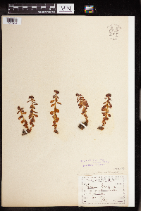 Rhodiola integrifolia image