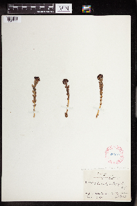 Rhodiola integrifolia image