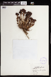 Rhodiola integrifolia image