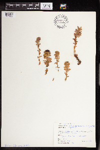 Rhodiola integrifolia image