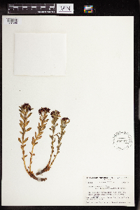 Rhodiola integrifolia image