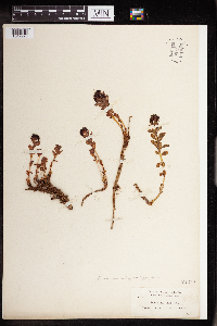 Rhodiola integrifolia image