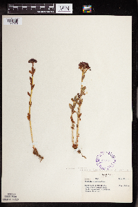 Rhodiola integrifolia image