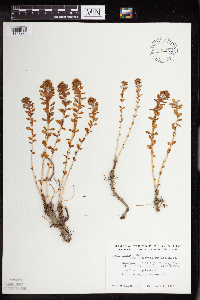 Rhodiola integrifolia image