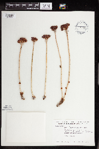 Rhodiola integrifolia image