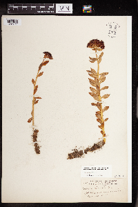 Rhodiola integrifolia image